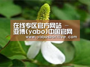 产品名称三