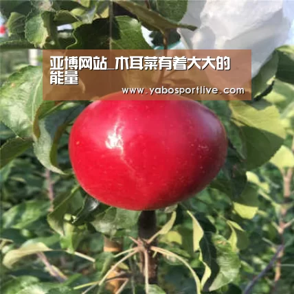 亚博网站_木耳菜有着大大的能量(图2) 亚博聚合